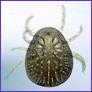 Argas persicus