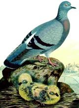 Columba livia