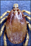 Hyalomma sp (photo CDC)
