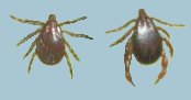 Rhipicephalus sanguineus