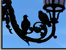 pigeons